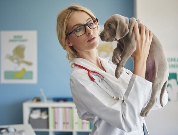 Doctor looking at the pet closely
